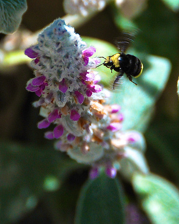 A Bee and lambs ear