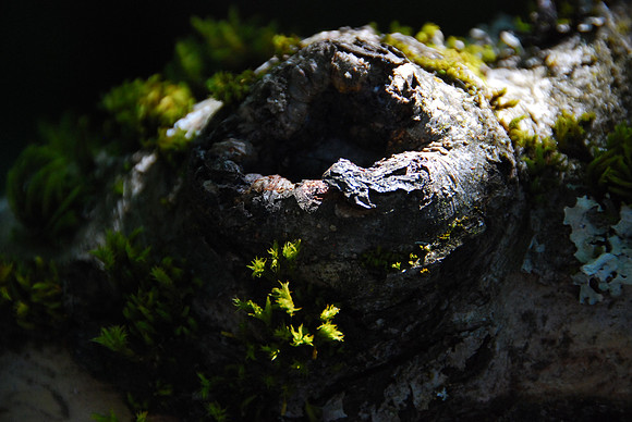 A tree knot