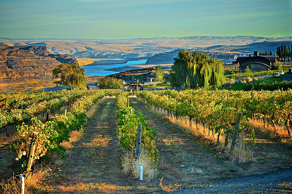 Cave B Vineyards
