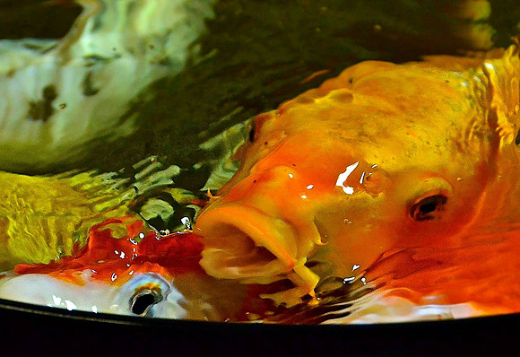 Hungry Carp