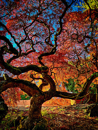 Japanese Maple 2022