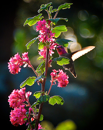 Lincoln Park Hummingbird