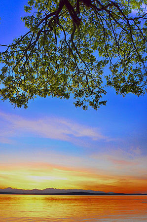 Spring tree Lincoln Park sunset