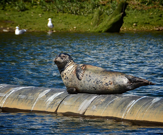 The sea lion of approval