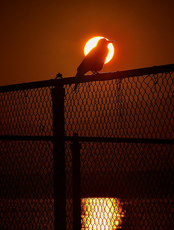 Spotlight crow