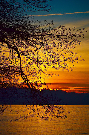 Filigree Tree