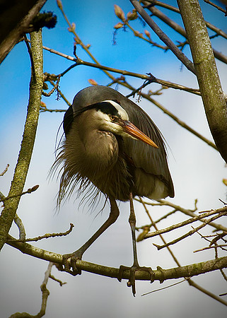 Heron on April 9, 2023