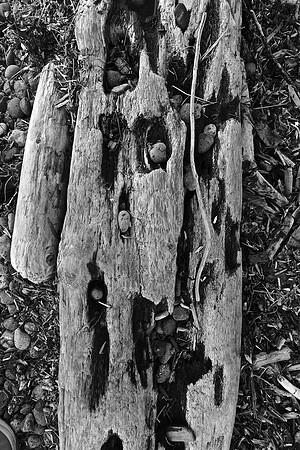 Driftwood rocks