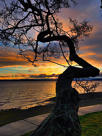 Crooked Tree sunset