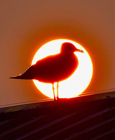 Spotlight Seagull