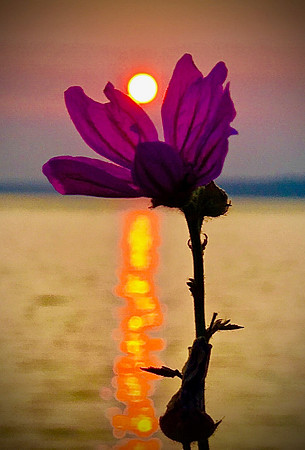 The sun pearl and the flower
