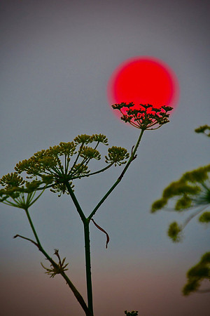 Japanese painting sunset