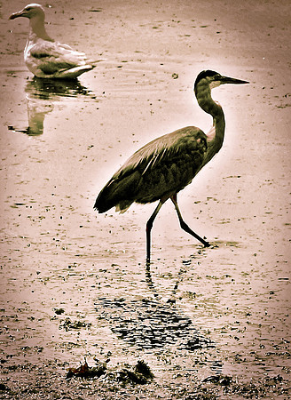 When birds disagree