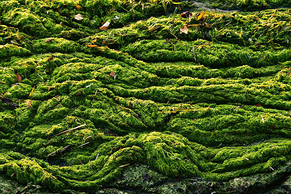 Spongy Seaweed carpet