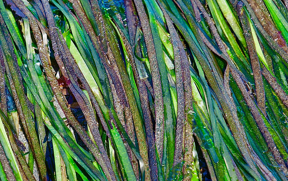 Seaweed ribbons