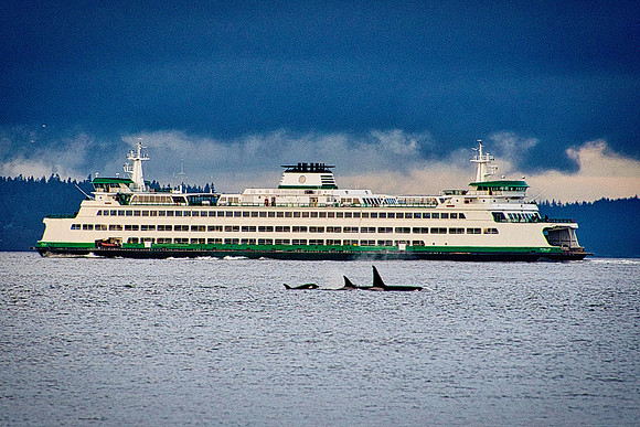 Killer whale family with ferry