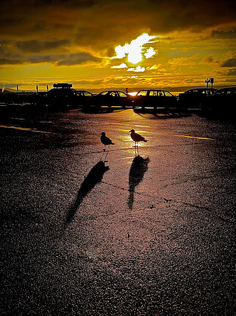 two birds on the road