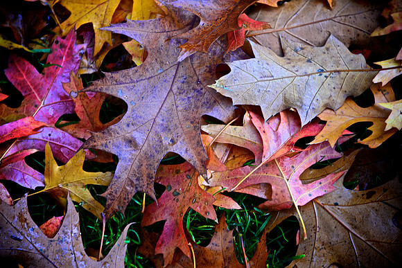 Fall leaves