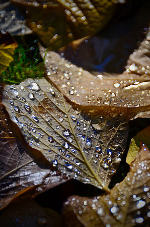 Leaves after the rain